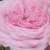 Różowy  - Róża nostalgie - Diadal